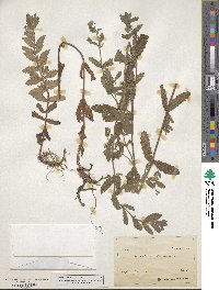 Teucrium scordium image