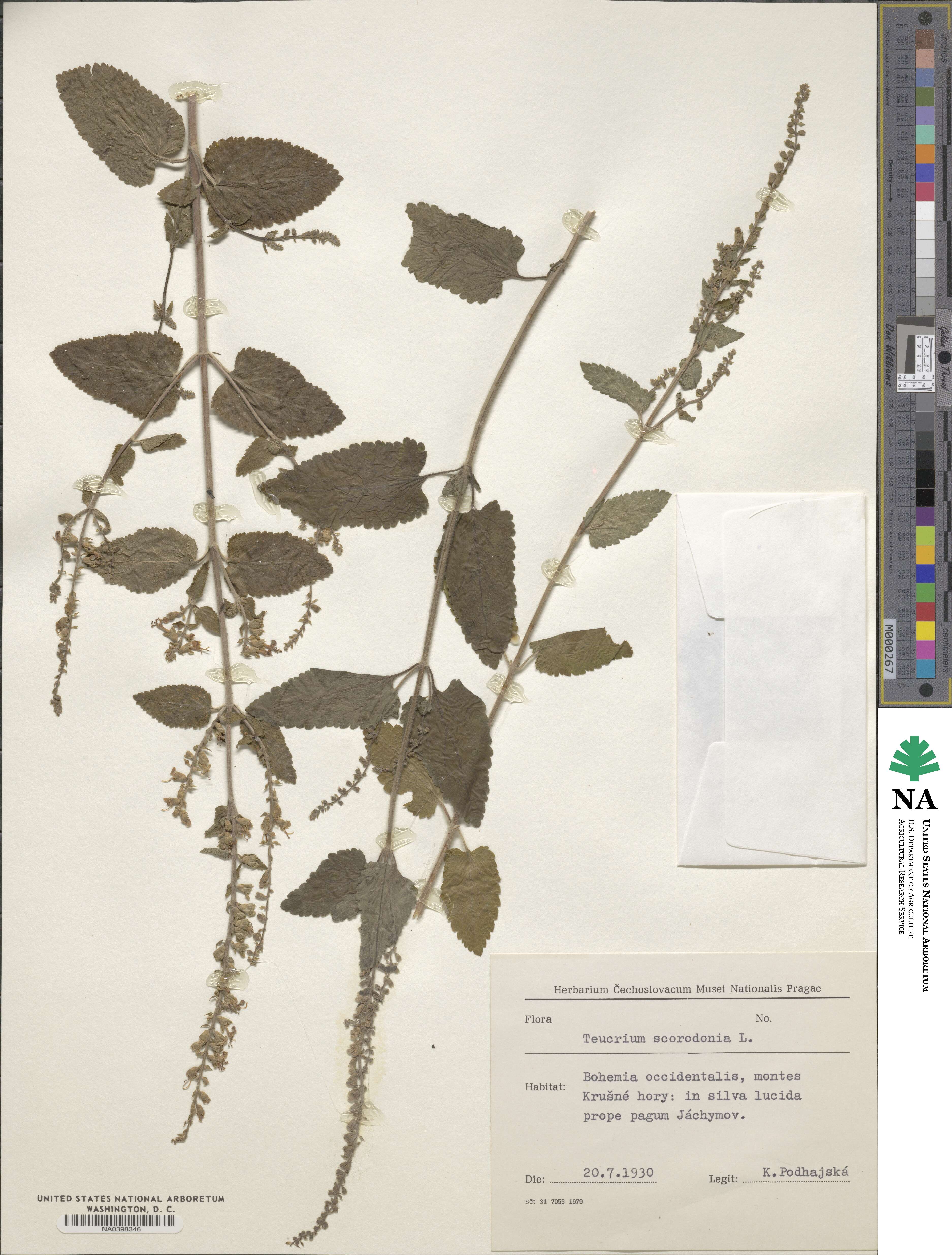 Teucrium scordium image