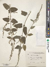 Teucrium scordium image