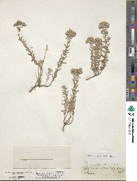 Teucrium polium subsp. polium image