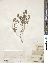 Teucrium polium subsp. polium image