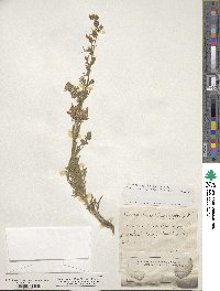 Teucrium pseudochamaepitys image