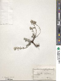 Teucrium polium image