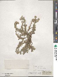 Teucrium polium image