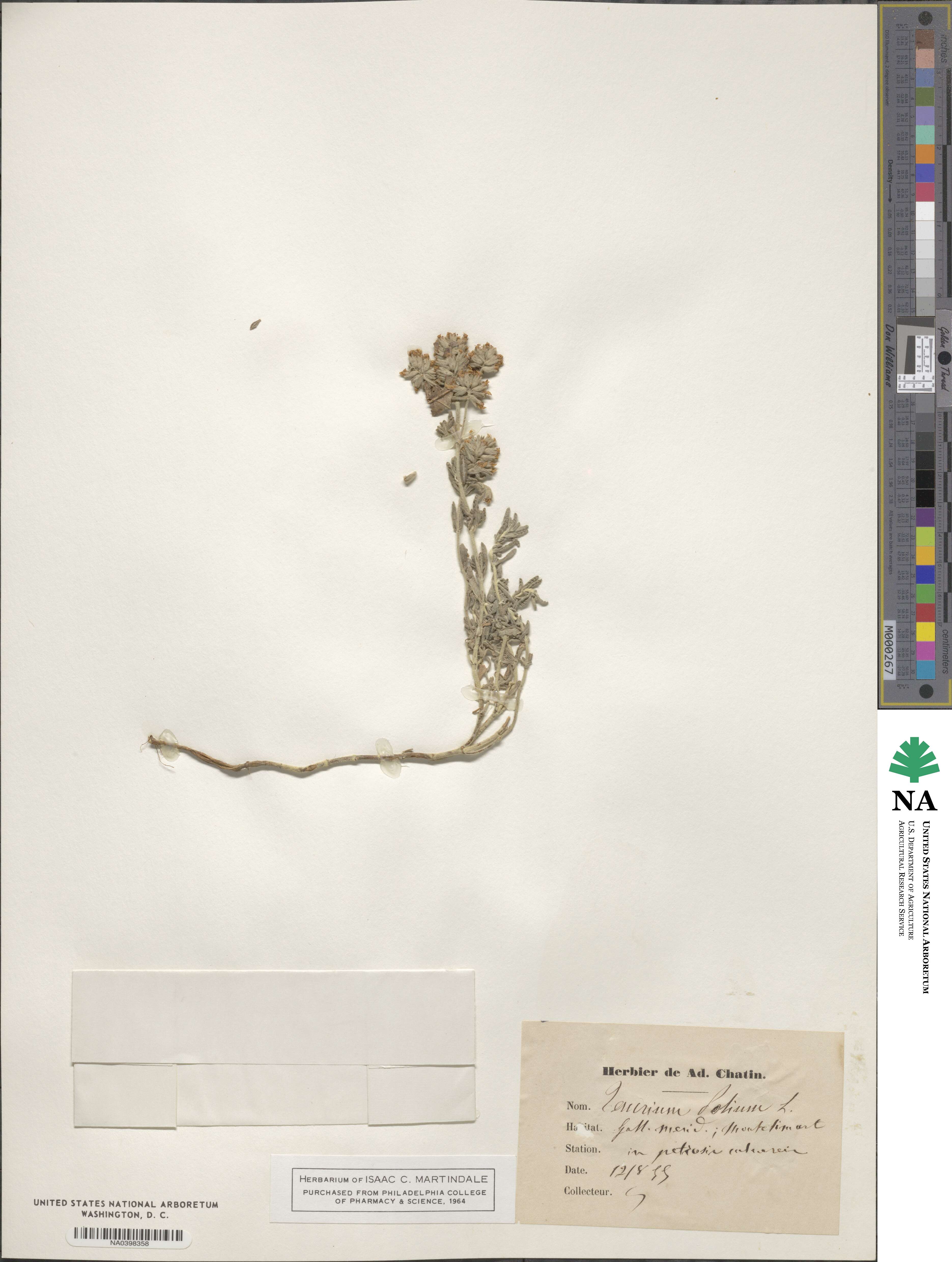 Teucrium polium image