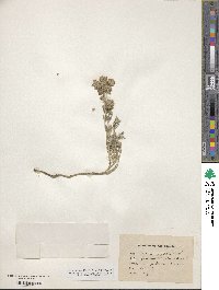 Teucrium polium image