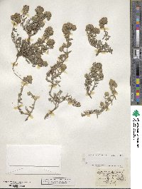 Teucrium polium image