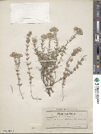 Teucrium polium image