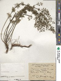 Image of Teucrium orientale