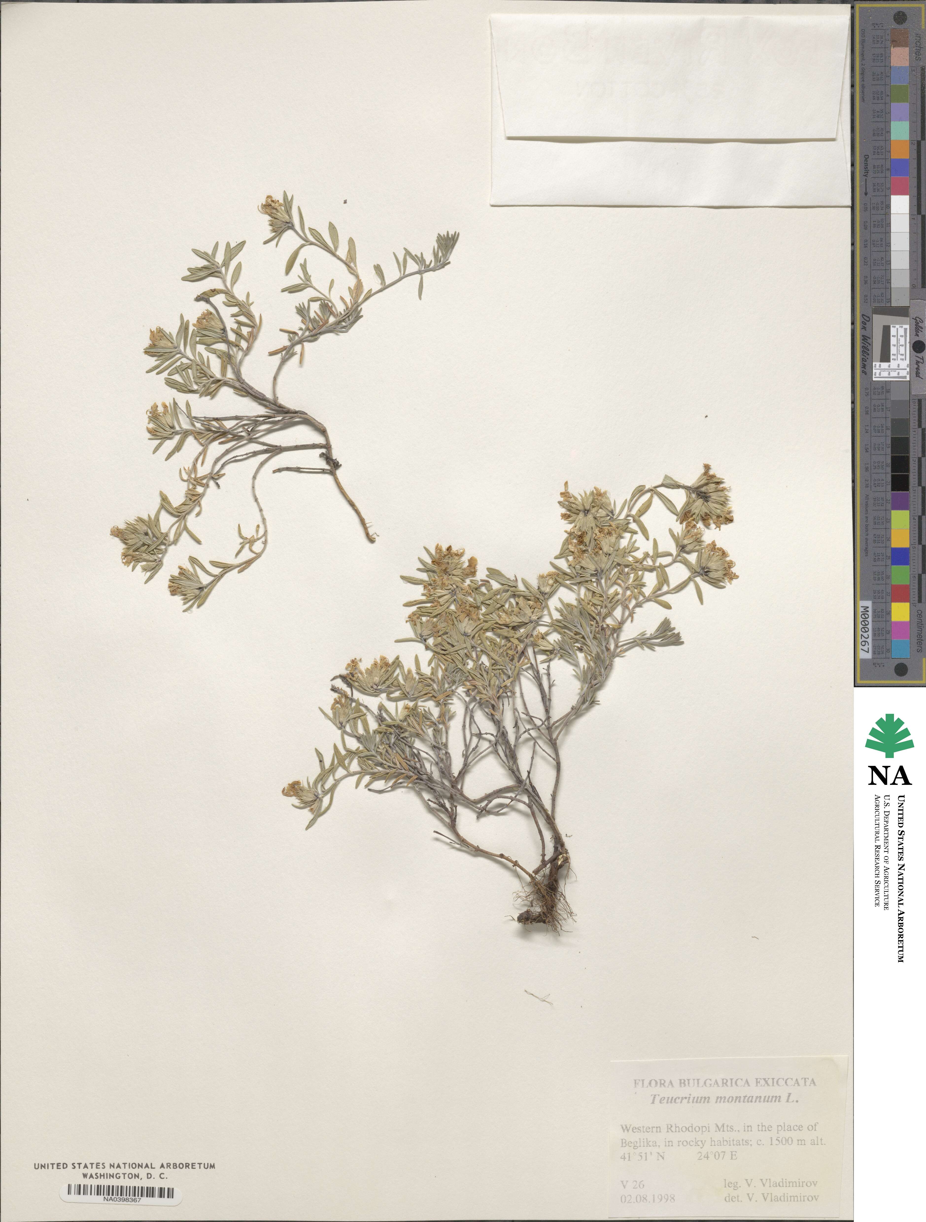 Teucrium montanum image