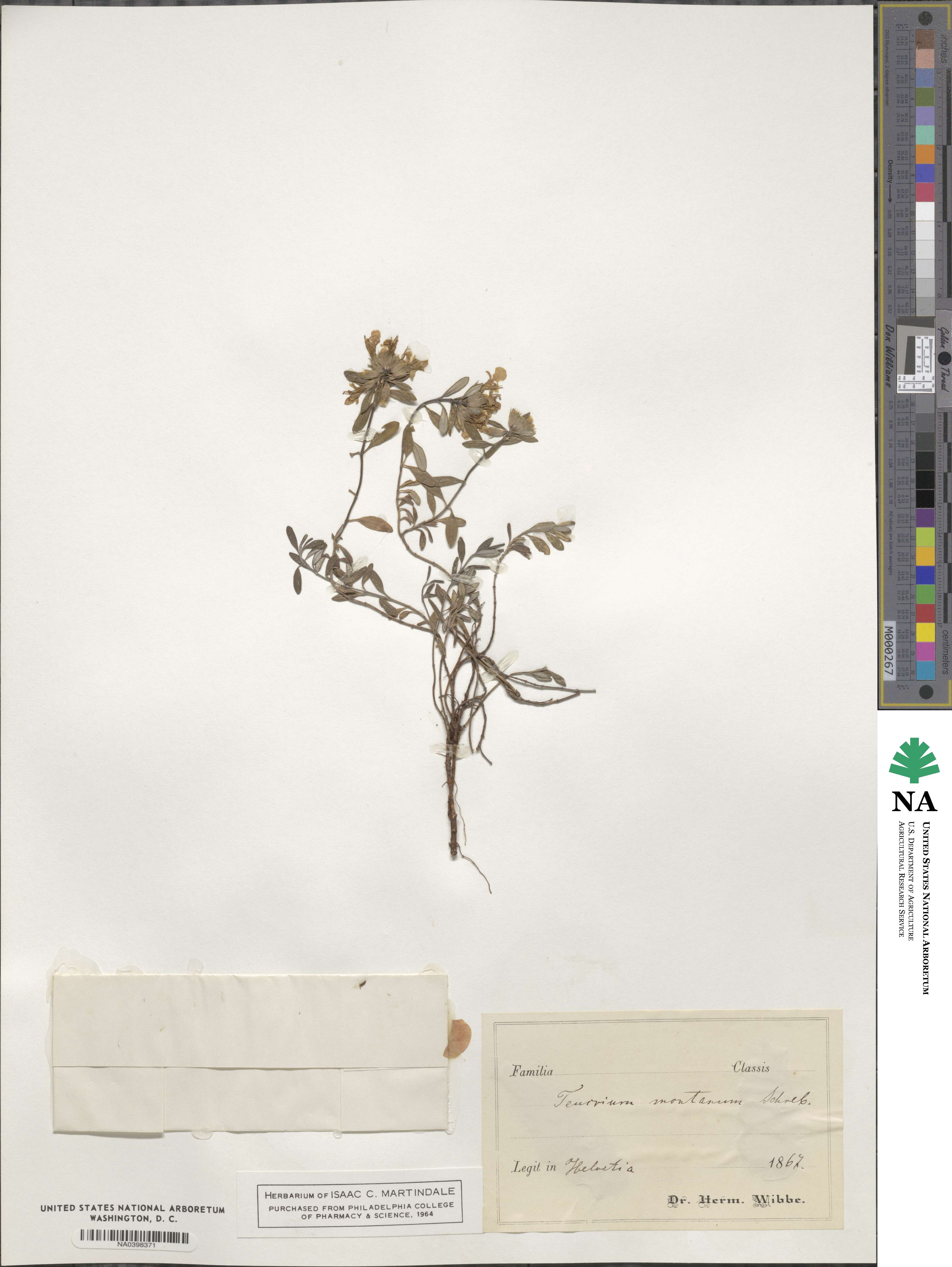 Teucrium montanum image
