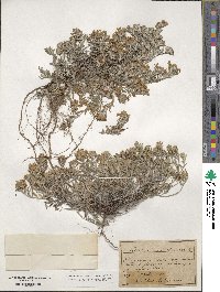 Teucrium montanum image