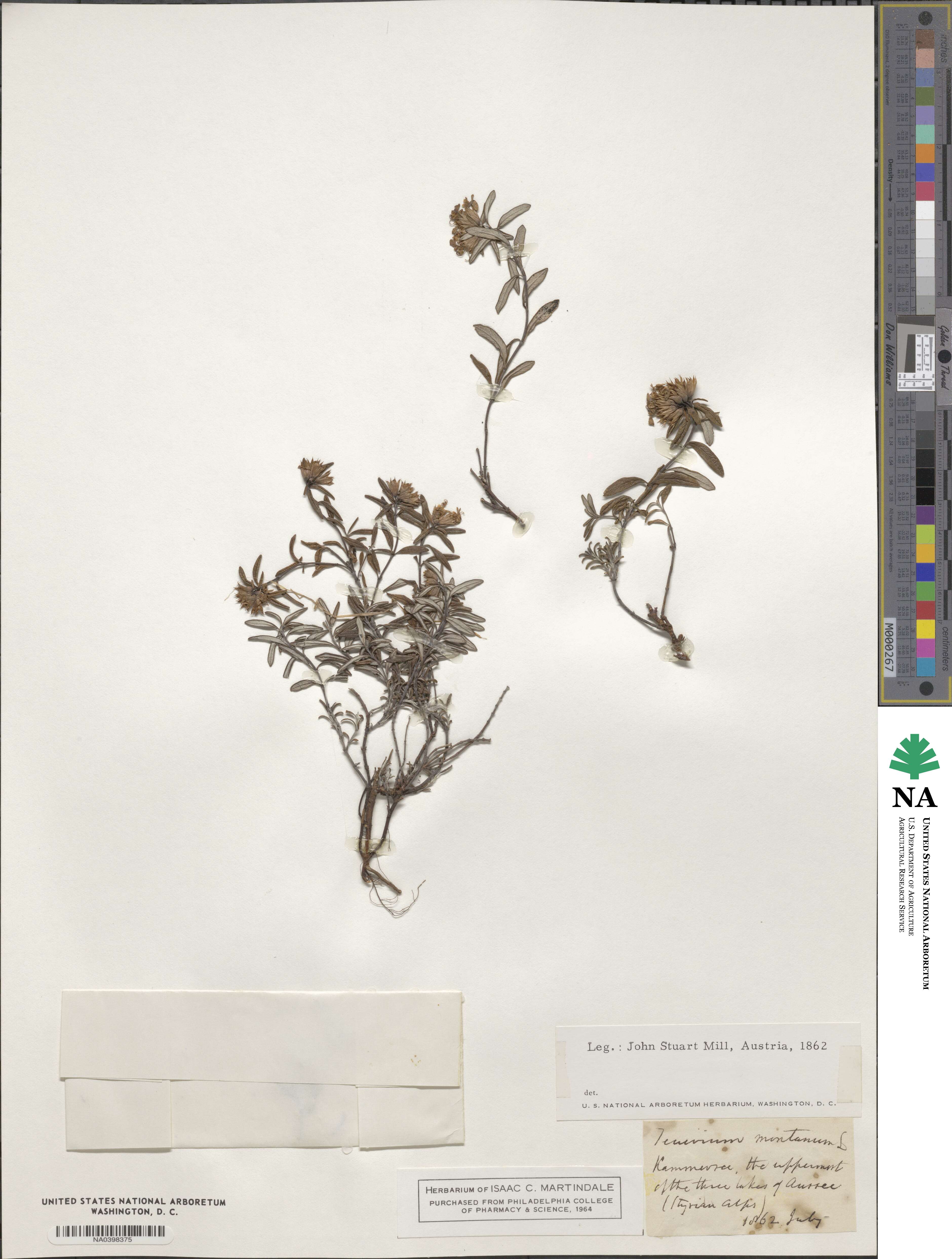 Teucrium montanum image