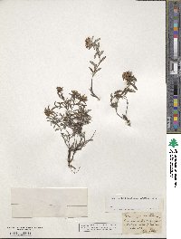 Teucrium montanum image