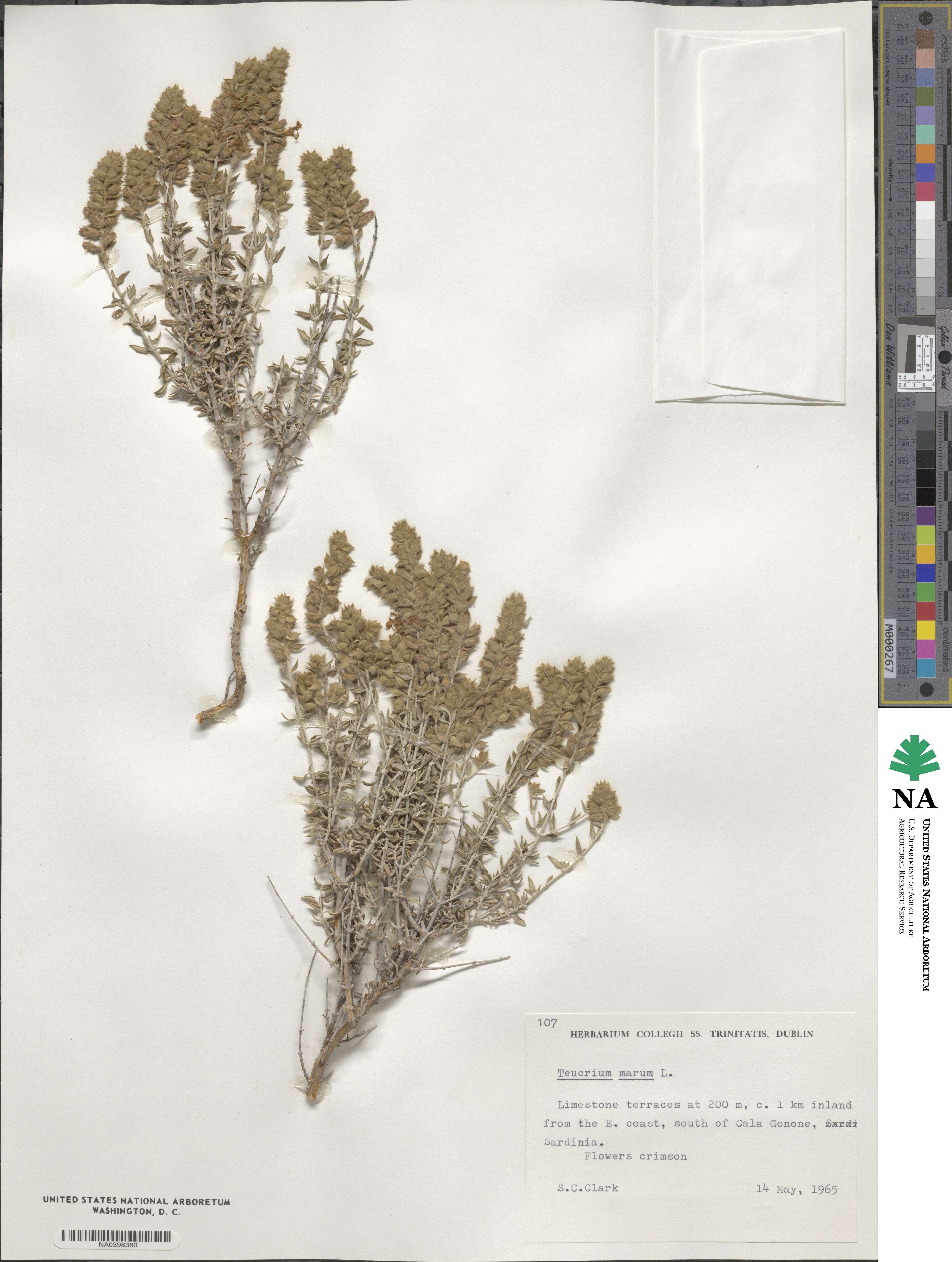 Teucrium marum image