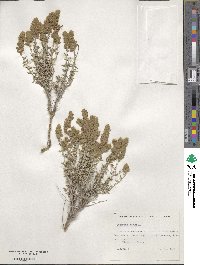 Teucrium marum image