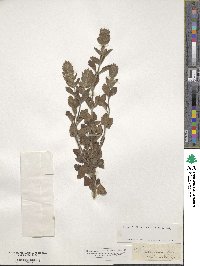 Teucrium maritimum image