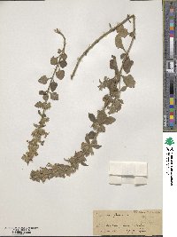 Teucrium flavum image