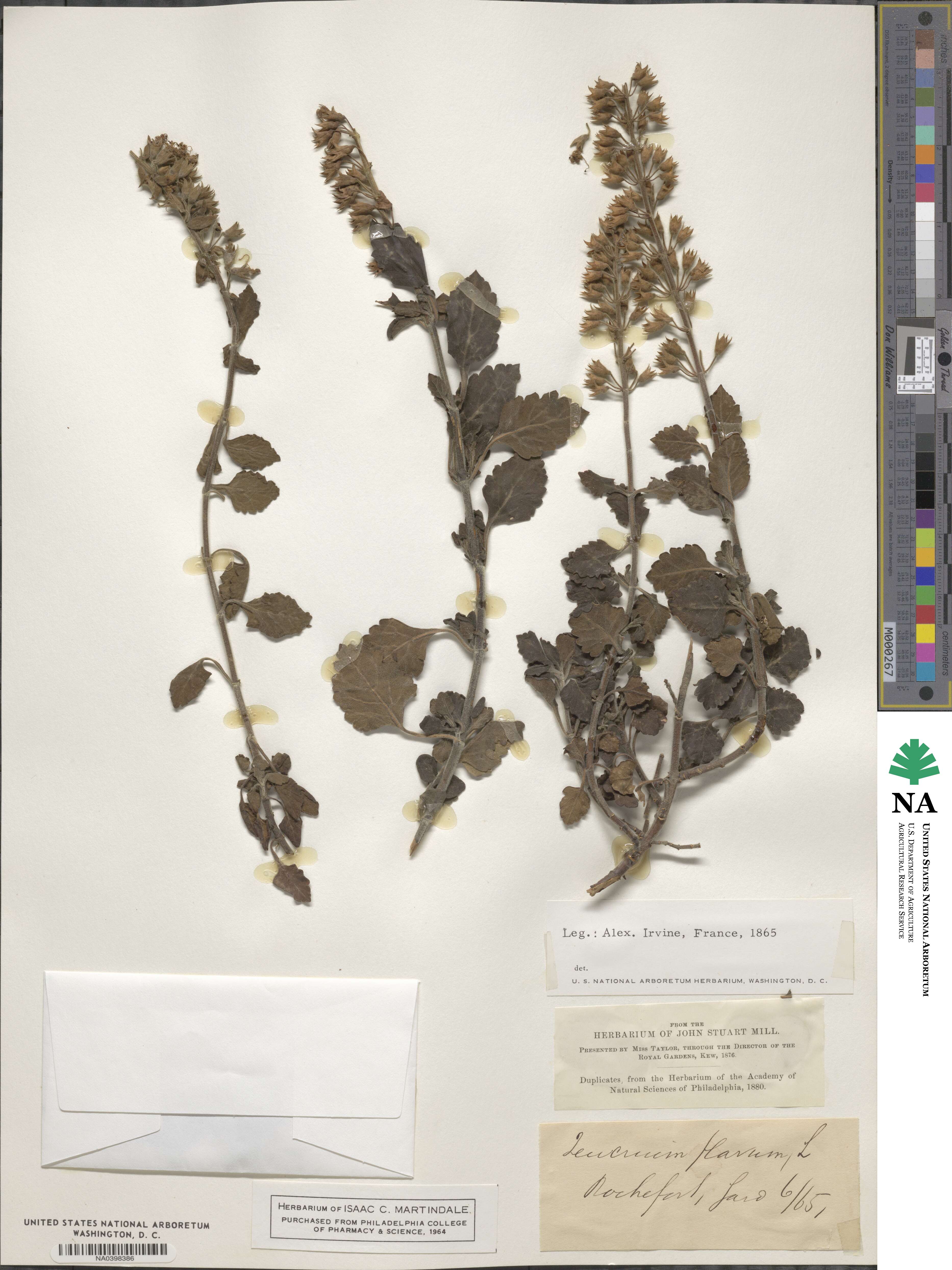 Teucrium flavum image