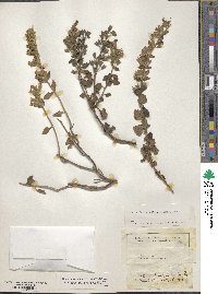 Teucrium flavum image