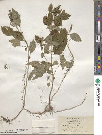 Teucrium viscidum image