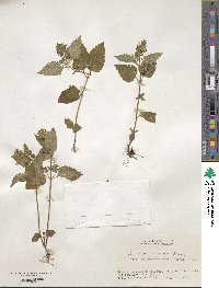 Teucrium viscidum image