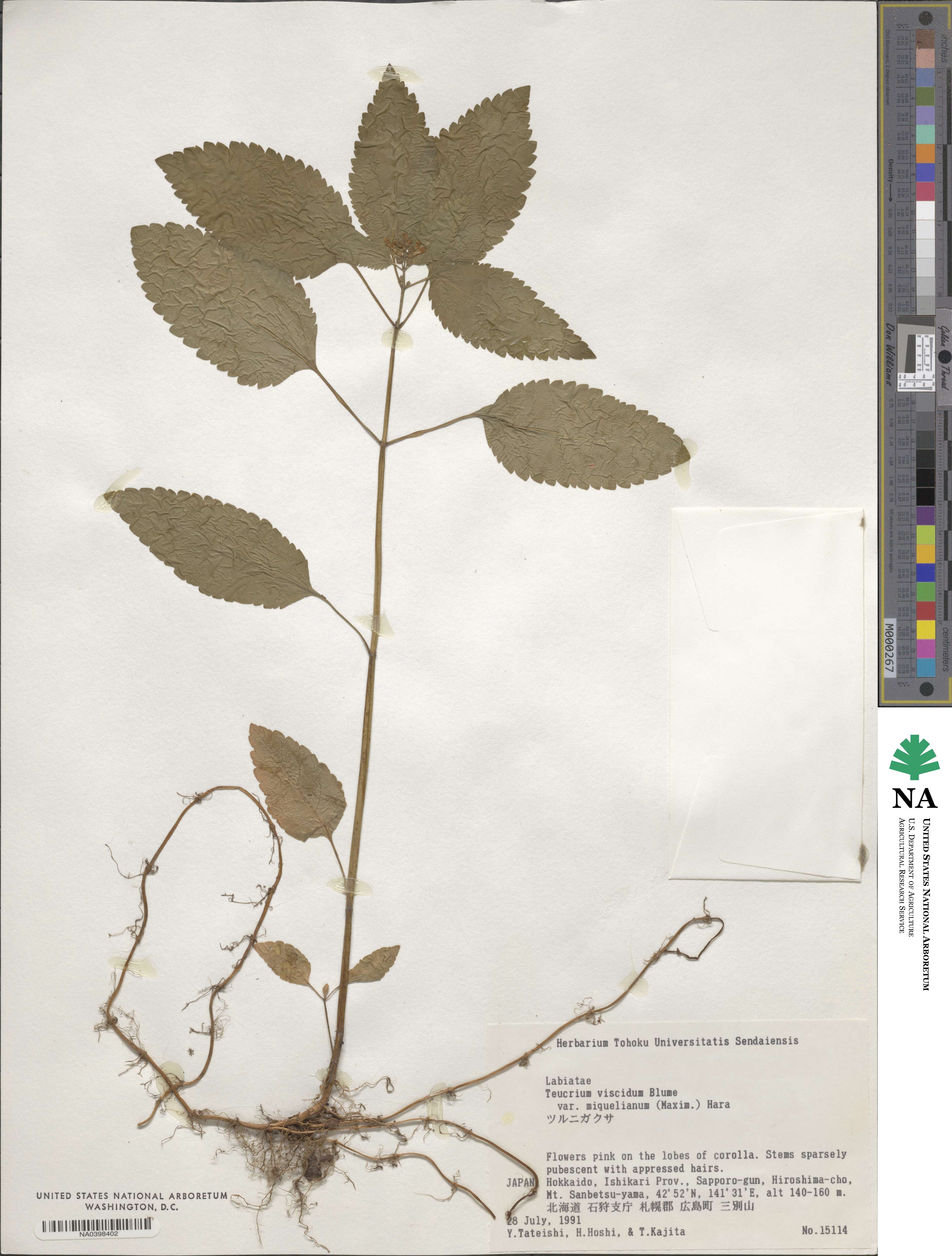 Teucrium viscidum var. miquelianum image