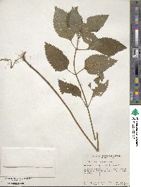 Teucrium viscidum image