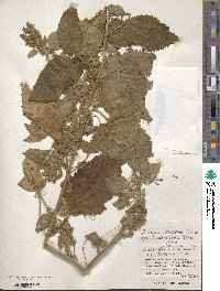 Teucrium viscidum image