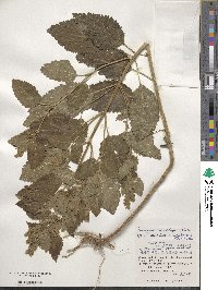 Teucrium viscidum image