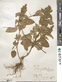 Teucrium viscidum image