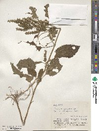 Teucrium viscidum image