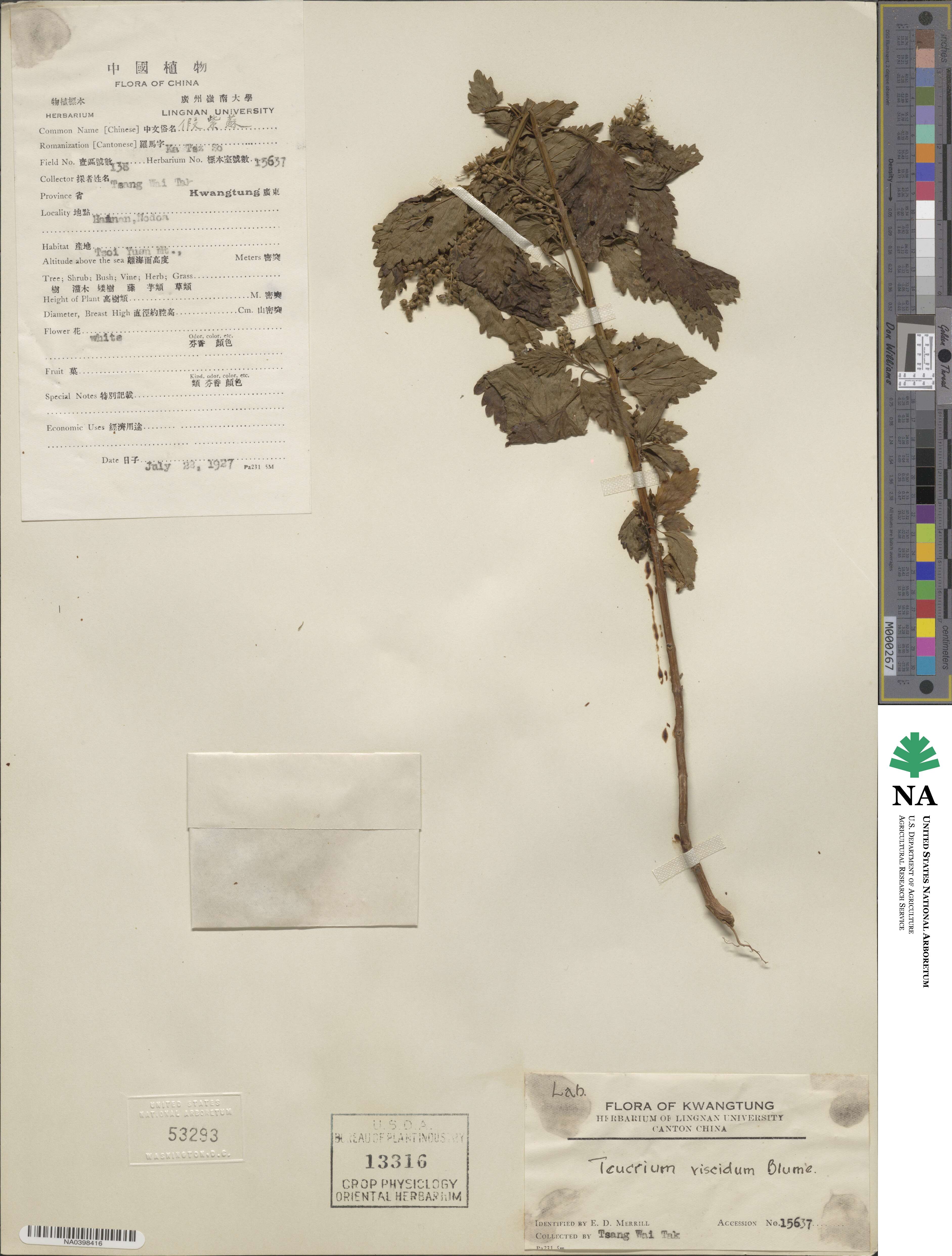 Teucrium viscidum image