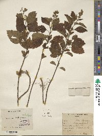 Teucrium viscidum image