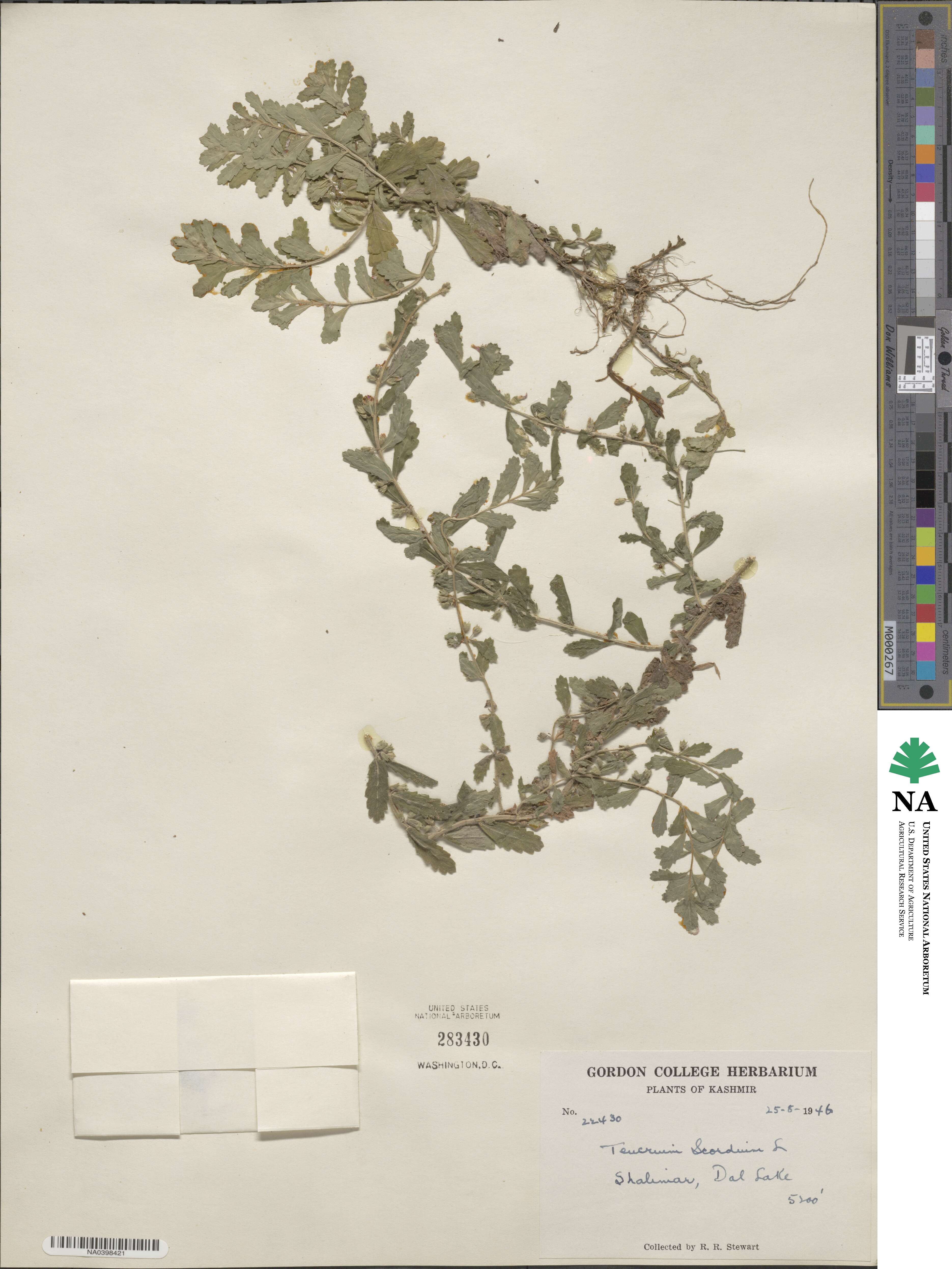 Teucrium scordium image