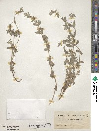 Teucrium scordium image