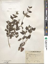 Teucrium royleanum image