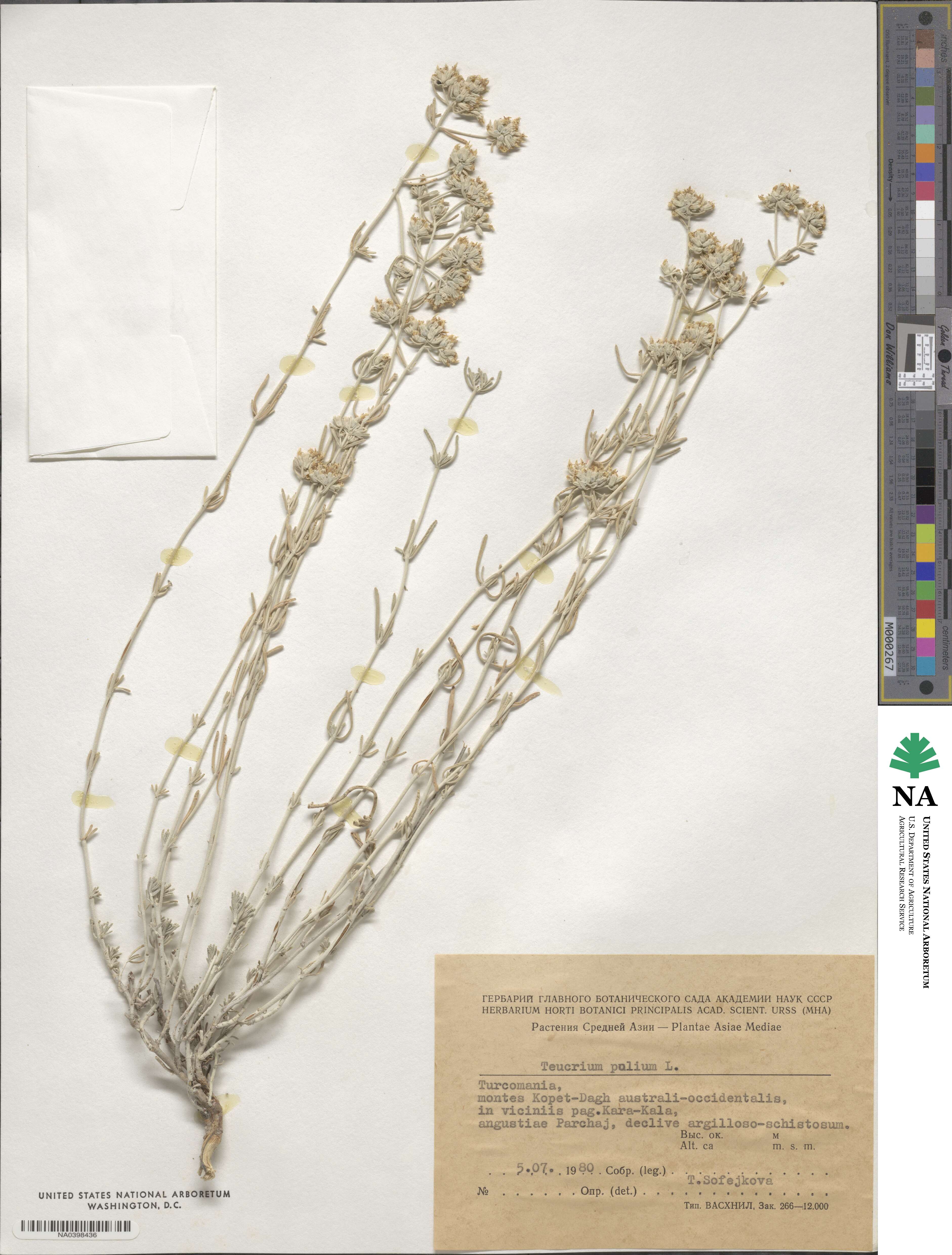 Teucrium image