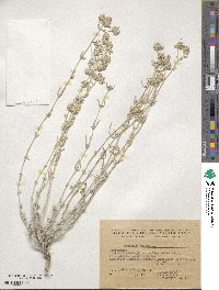 Teucrium polium image