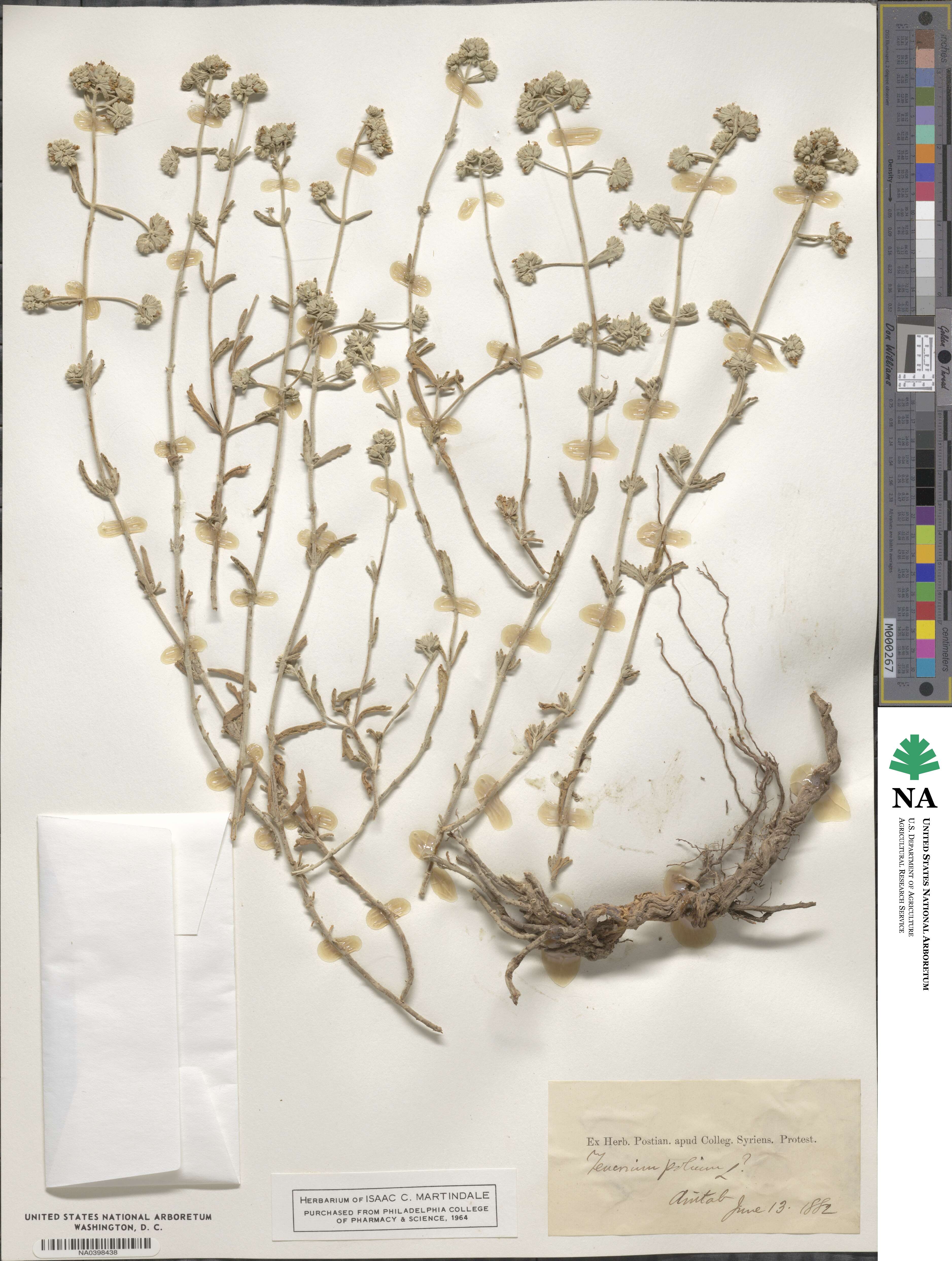 Teucrium polium image