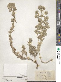 Teucrium polium image