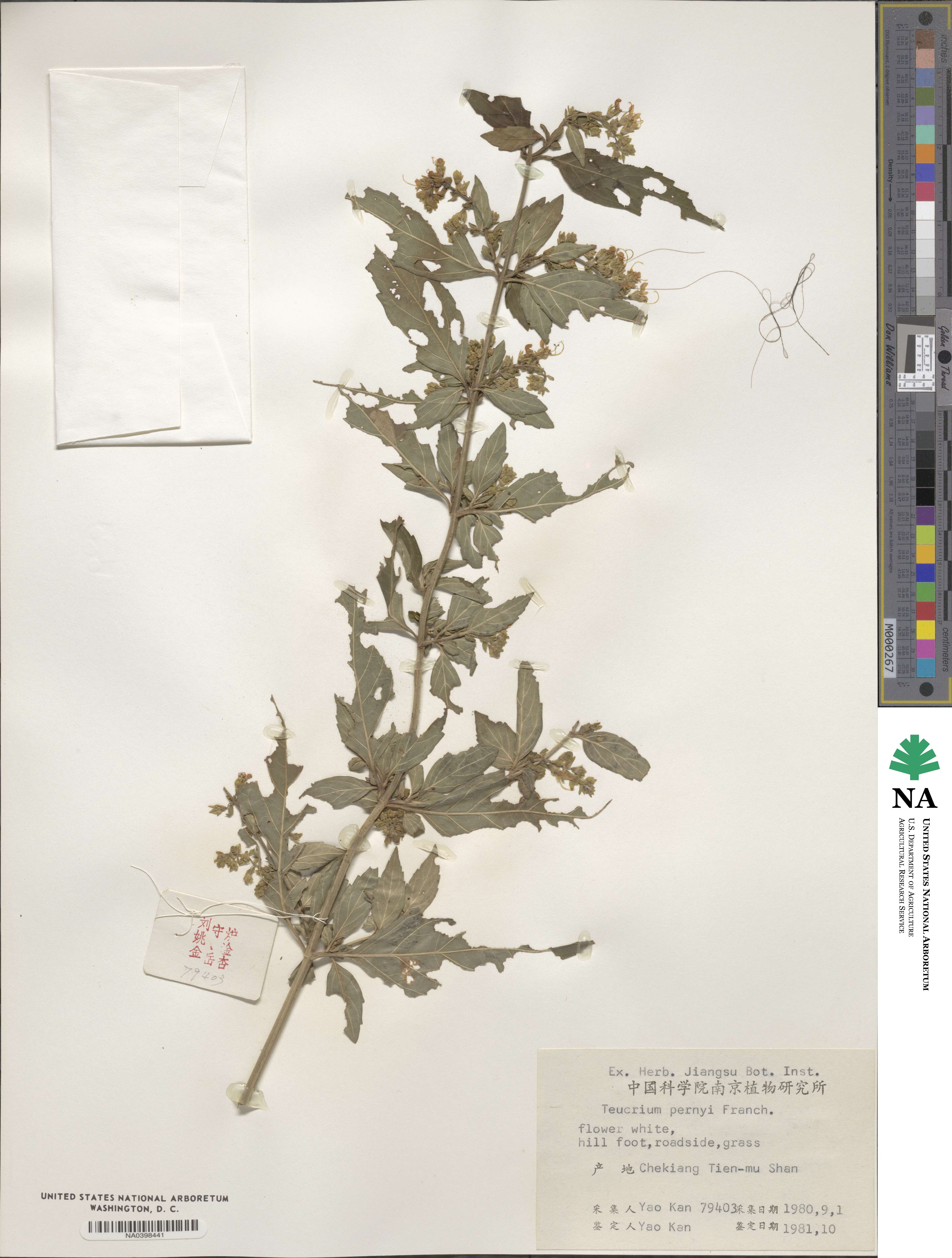Teucrium pernyi image