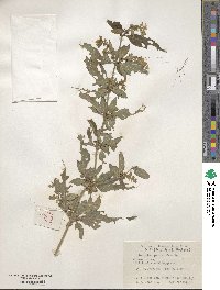 Teucrium pernyi image