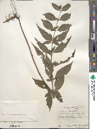 Teucrium pernyi image