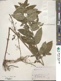 Image of Teucrium japonicum