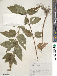 Teucrium japonicum image