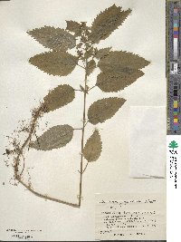 Teucrium japonicum image