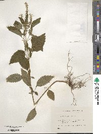 Teucrium japonicum image