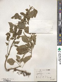 Teucrium japonicum image