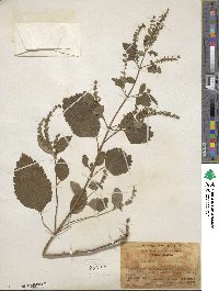 Teucrium japonicum image